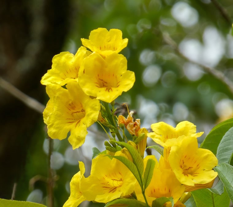 Camino Niquía - Corrales Bello con Antioquia de Aventura