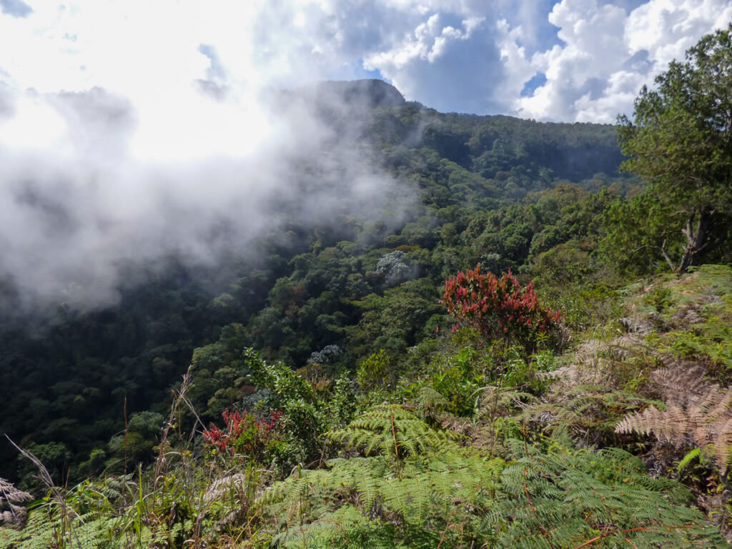 Senderismo organales Támesis con Antioquia de Aventura